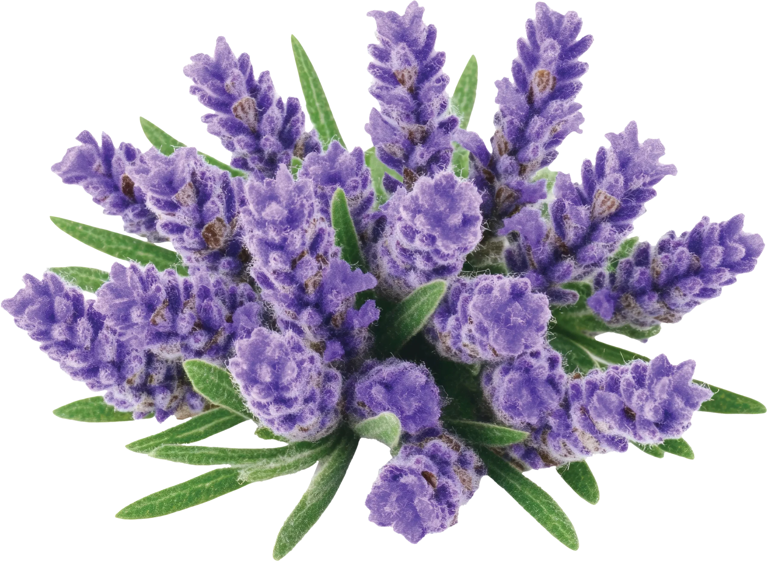 Lavender-image