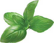 Basil-image