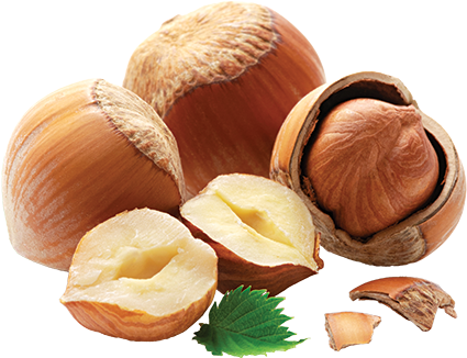 Hazelnut-image