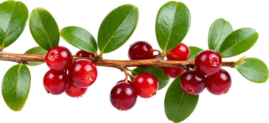 Cranberries
