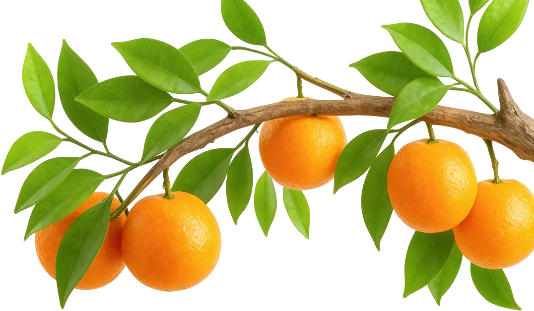 Oranges
